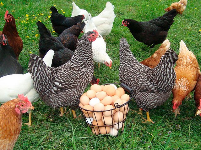 Содержание кур и уход за ними | ЗооТом - продажа, вязка и услуги для животных в Кадникове