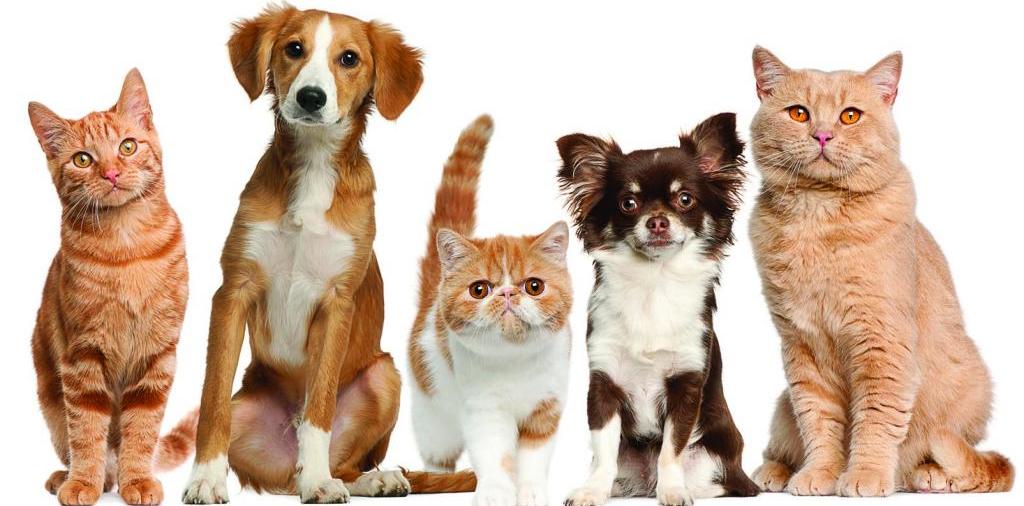 Доска объявлений о животных | ЗооТом - продажа, вязка и услуги для животных в Кадникове