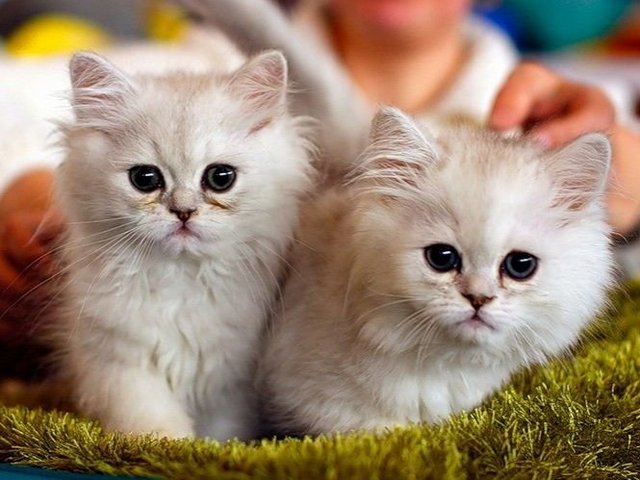 Породы кошек в Кадникове | ЗооТом портал о животных