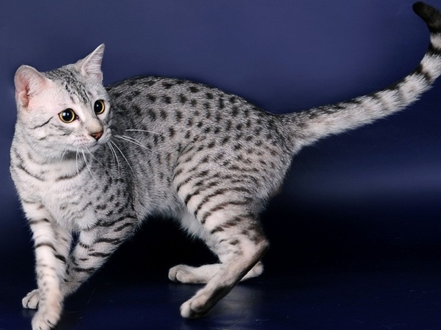Породы кошек в Кадникове | ЗооТом портал о животных