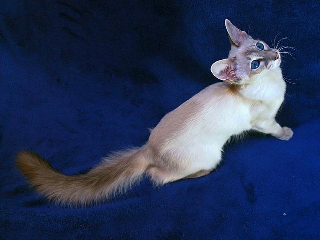 Выведенные породы кошек в Кадникове | ЗооТом портал о животных