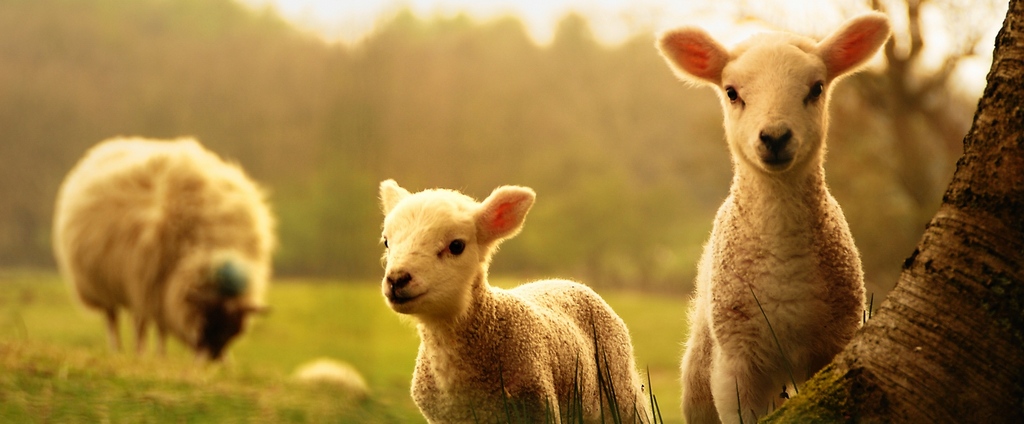 Объявления о сельскохозяйственных животных | ЗооТом - продажа, вязка и услуги для животных в Кадникове
