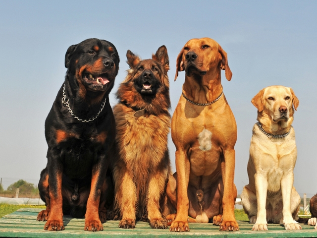 Крупные породы собак в Кадникове | ЗооТом портал о животных